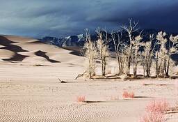 Cottonwoods