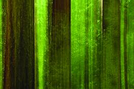 Redwood_maze