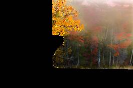 Autumn_mist