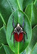 Goliathus
