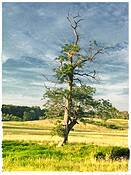 Lonely_tree
