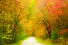 Fall_foliage