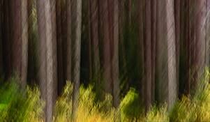 Pine_trees_impression