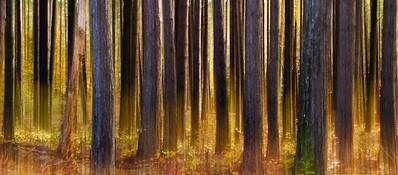 Sentinel_pines_impression