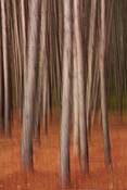 White_pines_impression