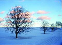 Tree_line