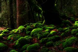 Moss_covered_tree_and_rocks