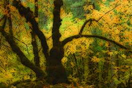 Moss_covered_tree