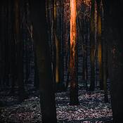 Burnt_3
