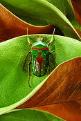 Stephanorrhina