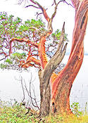 Madrone
