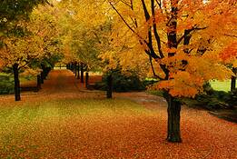 Fall_welcome