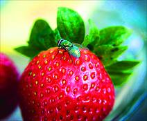 Fly_on_strawberry