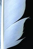 Feather