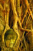 Buddha_tree