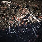 Burnt_6