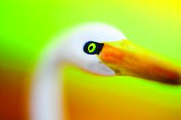 Stork_with_baby__1
