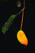 Seed_pod