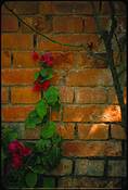 Sun_on_wall