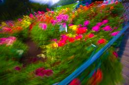 Dahlia_swirl