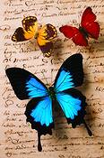 Three_butterflies