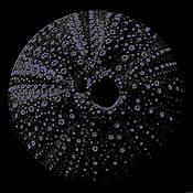 Neon_urchin