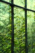 Vines