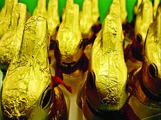 Golden_rabbits