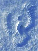 Wings_in_the_snow