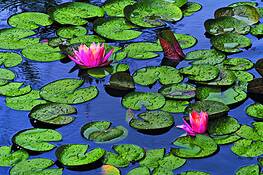 June_lily_pads