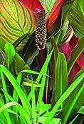 Summer_canna