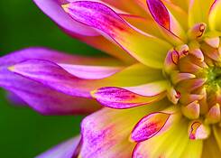 Dahlia