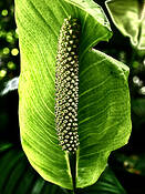 Peace_lily