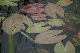 Lily_pads
