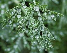 Dewy_morn