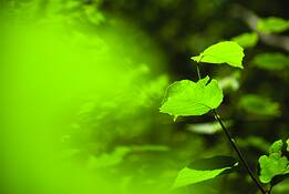 Leaf_swirl