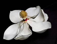 Magnolia