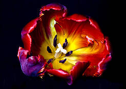 Parrot_tulip
