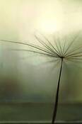 One_last_wish