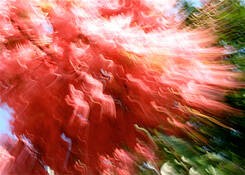 Crepe_myrtle_crazy