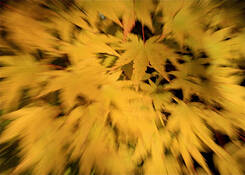 Fall_fantasy