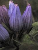 Gentian