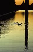 Two_ducks