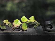 Grape_ivy