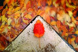 Corner_leaf