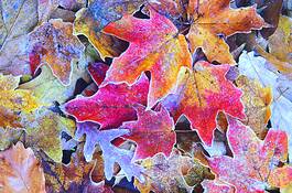 Frosted_tapestry