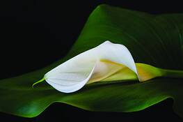 In_repose
