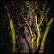 Palo_verde