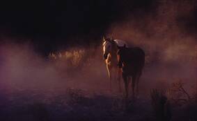 Two_horses