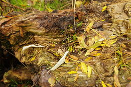Tree_stages